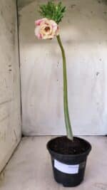 Planta Dobrada 2777 – 30cm – 02 anos - Imagem 2