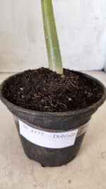 Planta Dobrada 2777 – 30cm – 02 anos - Imagem 7