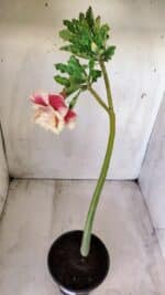 Planta Dobrada 2777 – 30cm – 02 anos - Imagem 6