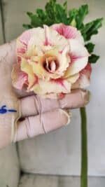 Planta Dobrada 2777 – 30cm – 02 anos - Imagem 5