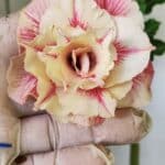 Planta Dobrada 2777 – 30cm – 02 anos