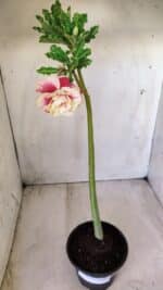 Planta Dobrada 2777 – 30cm – 02 anos - Imagem 4