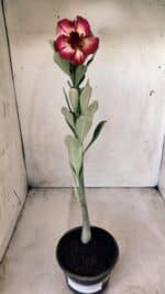 Planta Dobrada 2778 – 30cm – 02 anos - Imagem 2