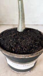 Planta Dobrada 2778 – 30cm – 02 anos - Imagem 6