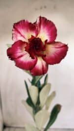 Planta Dobrada 2778 – 30cm – 02 anos