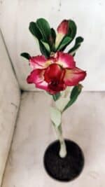 Planta Dobrada 2778 – 30cm – 02 anos - Imagem 4