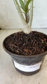 Planta Dobrada 2779 – 30cm – 02 anos - Imagem 7