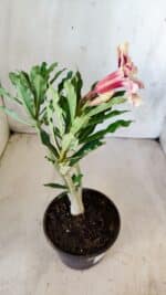 Planta Dobrada 2779 – 30cm – 02 anos - Imagem 6