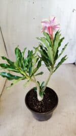 Planta Dobrada 2779 – 30cm – 02 anos - Imagem 5