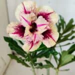 Planta Dobrada 2779 – 30cm – 02 anos