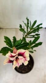 Planta Dobrada 2779 – 30cm – 02 anos - Imagem 4