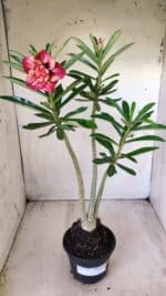 Planta Dobrada 2780 – 40cm – 03 anos - Imagem 2