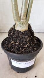 Planta Dobrada 2780 – 40cm – 03 anos - Imagem 6