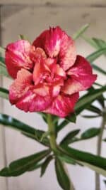 Planta Dobrada 2780 – 40cm – 03 anos - Imagem 4