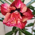 Planta Dobrada 2780 – 40cm – 03 anos