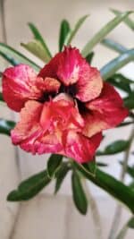 Planta Dobrada 2780 – 40cm – 03 anos