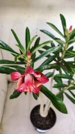 Planta Dobrada 2780 – 40cm – 03 anos - Imagem 5