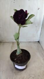 Planta Dobrada 2781 – 30cm – 02 anos - Imagem 2