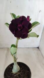 Planta Dobrada 2781 – 30cm – 02 anos - Imagem 9