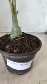 Planta Dobrada 2781 – 30cm – 02 anos - Imagem 8