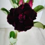 Planta Dobrada 2781 – 30cm – 02 anos