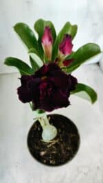 Planta Dobrada 2781 – 30cm – 02 anos - Imagem 4