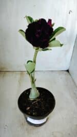 Planta Dobrada 2781 – 30cm – 02 anos - Imagem 6