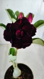 Planta Dobrada 2781 – 30cm – 02 anos - Imagem 3