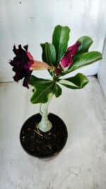 Planta Dobrada 2781 – 30cm – 02 anos - Imagem 5