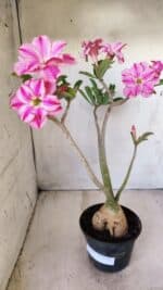 Planta Dobrada 2782 – 40cm – 03 anos - Imagem 2