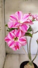 Planta Dobrada 2782 – 40cm – 03 anos - Imagem 3