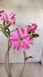 Planta Dobrada 2782 – 40cm – 03 anos - Imagem 4