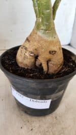 Planta Dobrada 2782 – 40cm – 03 anos - Imagem 8
