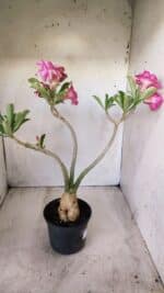 Planta Dobrada 2782 – 40cm – 03 anos - Imagem 7