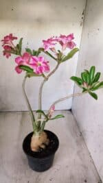 Planta Dobrada 2782 – 40cm – 03 anos - Imagem 6