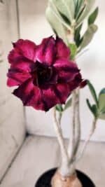 Planta Dobrada 2783 – 40cm – 03 anos