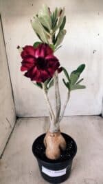 Planta Dobrada 2783 – 40cm – 03 anos - Imagem 2