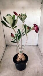 Planta Dobrada 2783 – 40cm – 03 anos - Imagem 6