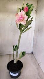 Planta Dobrada 2784 – 30cm – 02 anos - Imagem 2