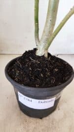 Planta Dobrada 2784 – 30cm – 02 anos - Imagem 6