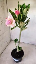 Planta Dobrada 2784 – 30cm – 02 anos - Imagem 5