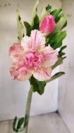 Planta Dobrada 2784 – 30cm – 02 anos