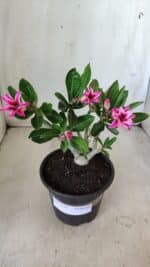 Planta Dobrada 2785 – 25cm – 02 anos (flor pequena) - Imagem 2