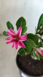 Planta Dobrada 2785 – 25cm – 02 anos (flor pequena) - Imagem 4