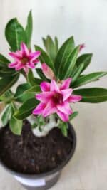 Planta Dobrada 2785 – 25cm – 02 anos (flor pequena) - Imagem 6