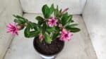 Planta Dobrada 2785 – 25cm – 02 anos (flor pequena) - Imagem 10