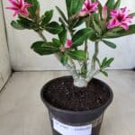 Planta Dobrada 2785 – 25cm – 02 anos (flor pequena)