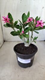 Planta Dobrada 2785 – 25cm – 02 anos (flor pequena)