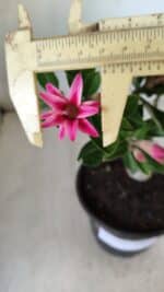 Planta Dobrada 2785 – 25cm – 02 anos (flor pequena) - Imagem 3