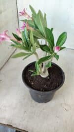 Planta Dobrada 2785 – 25cm – 02 anos (flor pequena) - Imagem 8